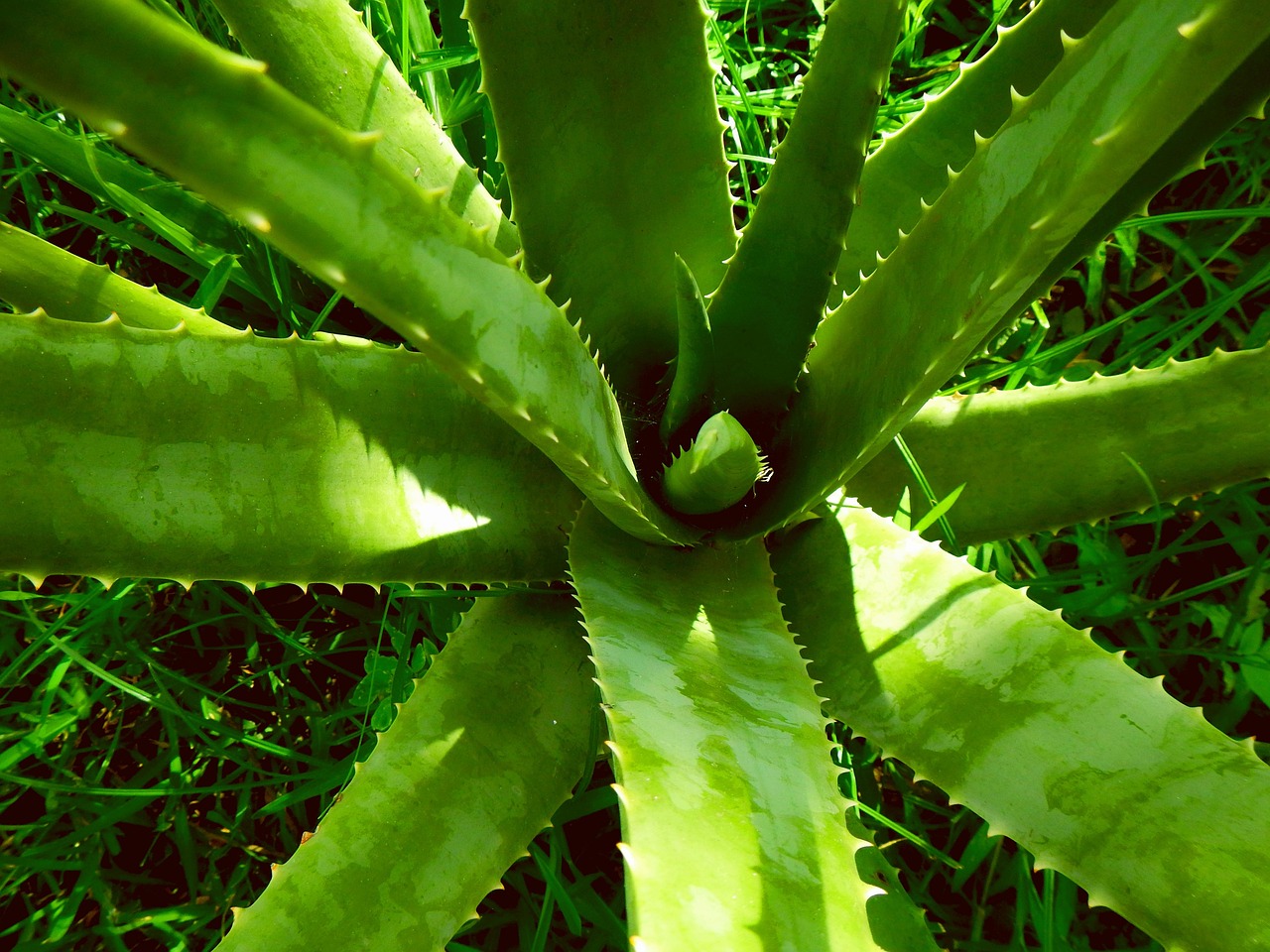 Aloe vera, nature, aloe — Intex Pharma: Essential Health Products for Modern Lifestyles