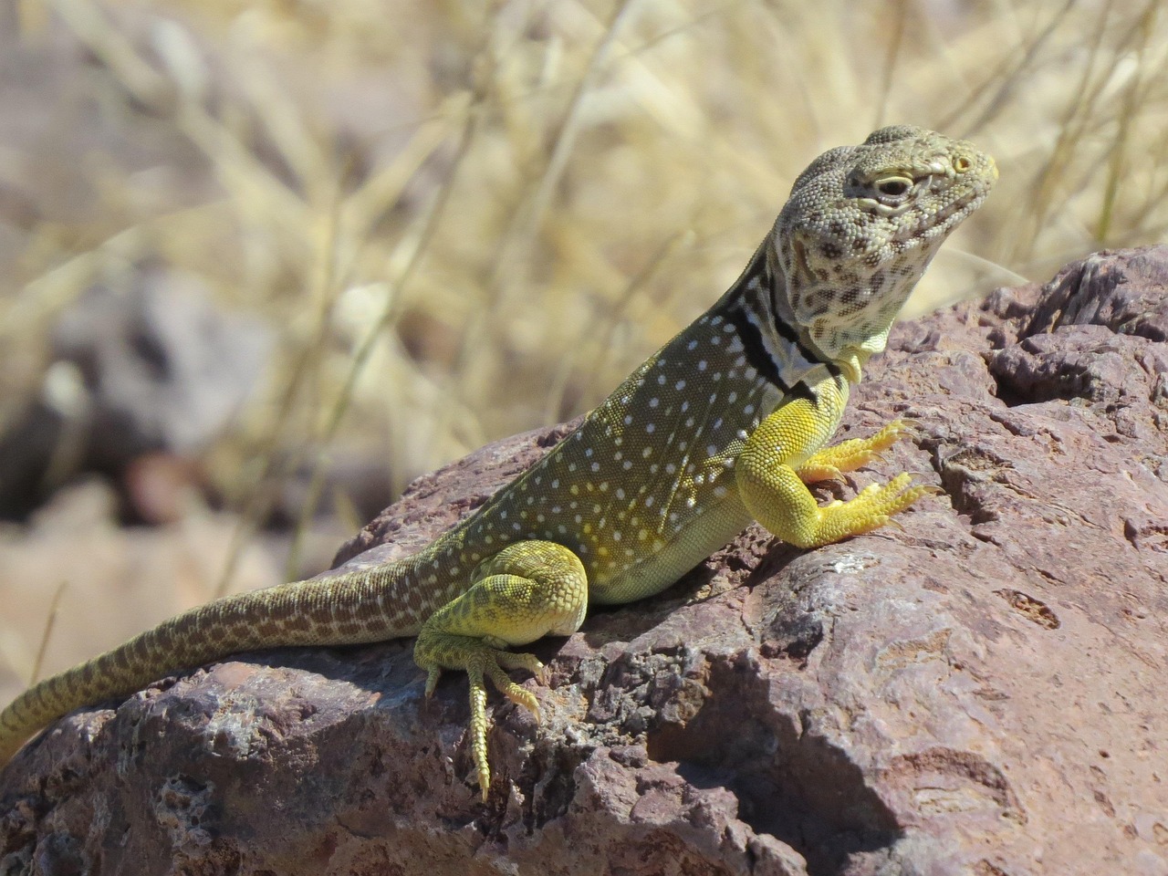 Reptile, lizard, wildlife — Roulette with Live Dealer India Low Volatility